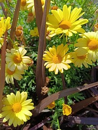 Flowers by: Melissa Conkey Copyright 2025