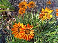 Flowers by:Melissa Conkey