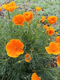 Poppies copyright 2025 by Melissa Conkey