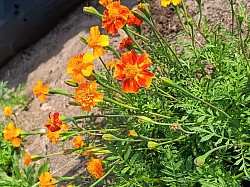 copyright 2026 by Melissa Conkey