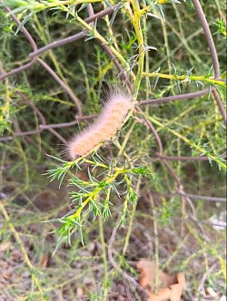 copyright 2026 by Melissa Conkey