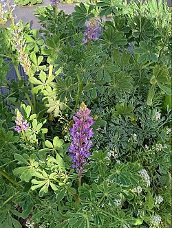 copyright 2026 by Melissa Conkey